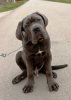 Photo №4. I will sell cane corso in the city of Žitište.  - price - negotiated