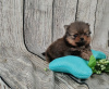 Photo №1. german spitz - for sale in the city of Paris | Is free | Announcement № 12650