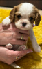 Photo №4. I will sell cavalier king charles spaniel in the city of Daugavpils. from nursery - price - negotiated
