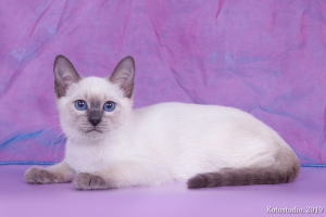 Photo №2 to announcement № 2968 for the sale of thai cat - buy in Russian Federation from nursery