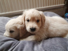 Photo №4. I will sell golden retriever in the city of Харлем. private announcement - price - 370$