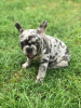 Photo №3. Festive French Bulldog puppies for sale. Germany