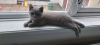 Photo №4. I will sell british shorthair in the city of Утрехт.  - price - Is free