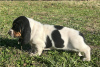 Photo №2 to announcement № 110080 for the sale of basset hound - buy in United States 