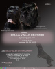 Photo №2 to announcement № 19427 for the sale of cane corso - buy in Russian Federation private announcement
