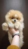 Photo №2 to announcement № 106818 for the sale of pomeranian - buy in Belarus breeder