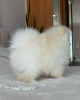 Additional photos: Pomeranian puppies