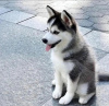 Photo №2 to announcement № 116929 for the sale of siberian husky - buy in Belgium private announcement, breeder