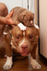 Additional photos: American bully puppies standard classic