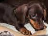 Additional photos: Dachshund miniature - grown up puppy