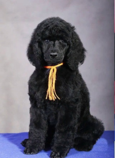 Photo №1. poodle (royal) - for sale in the city of Москва | Negotiated | Announcement № 2376