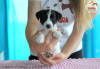 Photo №3. Jack Russell Terrier puppies ZKwP, ZAKIRA FCI. Poland
