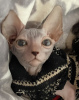 Additional photos: Canadian Sphynx kittens