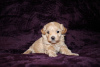 Photo №2 to announcement № 81804 for the sale of maltese dog - buy in Germany private announcement