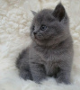 Photo №2 to announcement № 123542 for the sale of british shorthair - buy in Belgium 