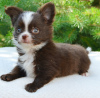 Additional photos: Baby chihuahua