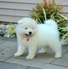 Photo №1. japanese spitz - for sale in the city of Prague | negotiated | Announcement № 96380