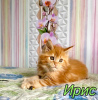 Photo №3. Iris Maine Coon Girl. Russian Federation