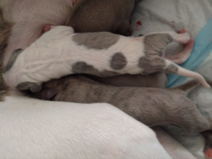 Photo №3. The first whippet litter in Novosibirsk with a pedigree from a titled couple!. Russian Federation