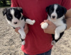 Photo №1. border collie - for sale in the city of Stockholm | 250$ | Announcement № 117973