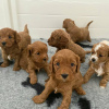 Photo №1. labradoodle - for sale in the city of Дортмунд | 355$ | Announcement № 13089