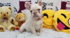 Photo №2 to announcement № 95861 for the sale of french bulldog - buy in Germany breeder