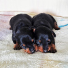 Photo №1. miniature pinscher - for sale in the city of Sevastopol | negotiated | Announcement № 9650