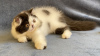 Photo №2 to announcement № 7717 for the sale of persian cat - buy in Ukraine from nursery