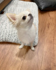 Photo №2 to announcement № 124473 for the sale of chihuahua - buy in United States breeder