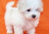 Photo №3. Maltese puppies for adoption. Germany