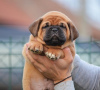 Additional photos: Bordeaux mastiff