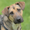 Photo №3. Daisy, a beautiful dog looking for a home. Russian Federation