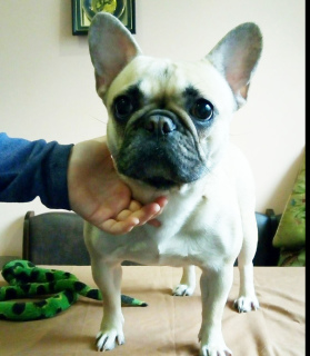 Photo №4. I will sell french bulldog in the city of Kiev. from nursery - price - 400$