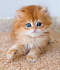 Photo №2 to announcement № 104323 for the sale of persian cat - buy in United States private announcement