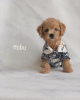 Photo №1. poodle (toy) - for sale in the city of Miami | 250$ | Announcement № 124475