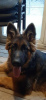 Photo №2 to announcement № 16871 for the sale of german shepherd - buy in Poland breeder