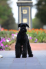 Photo №4. I will sell giant schnauzer in the city of Molodechno. from nursery - price - 906$