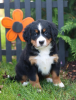 Photo №1. bernese mountain dog - for sale in the city of Stockholm | negotiated | Announcement № 97869