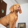 Photo №2 to announcement № 102949 for the sale of vizsla - buy in United States private announcement, from nursery