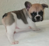 Photo №3. For sale French Bulldog puppies boy and girls. All information on Viber. Ukraine