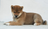 Photo №2 to announcement № 19434 for the sale of shiba inu - buy in Russian Federation breeder
