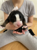Photo №2 to announcement № 14694 for the sale of bernese mountain dog - buy in Russian Federation breeder