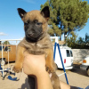 Photo №3. Belgian Malinois puppies available. Germany