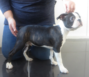 Photo №2 to announcement № 1812 for the sale of boston terrier - buy in Russian Federation breeder