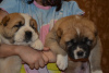 Photo №3. Lovely Central Asian Shepherd puppies from an excellent pair!. Ukraine