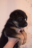 Additional photos: German shepherd puppies