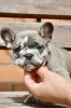 Photo №2 to announcement № 114392 for the sale of french bulldog - buy in Belarus breeder