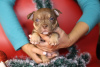 Photo №4. I will sell american bully in the city of St. Petersburg. from nursery - price - negotiated