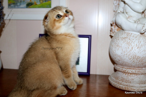 Photo №2 to announcement № 3230 for the sale of scottish fold - buy in Russian Federation private announcement, from nursery, breeder