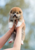 Additional photos: Akita inu puppies